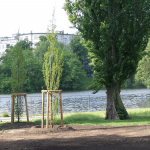 Lietzenseepark. Pyramidenpappeln am Seeufer