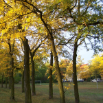 Ullrichplatz. Gleditschien-Allee